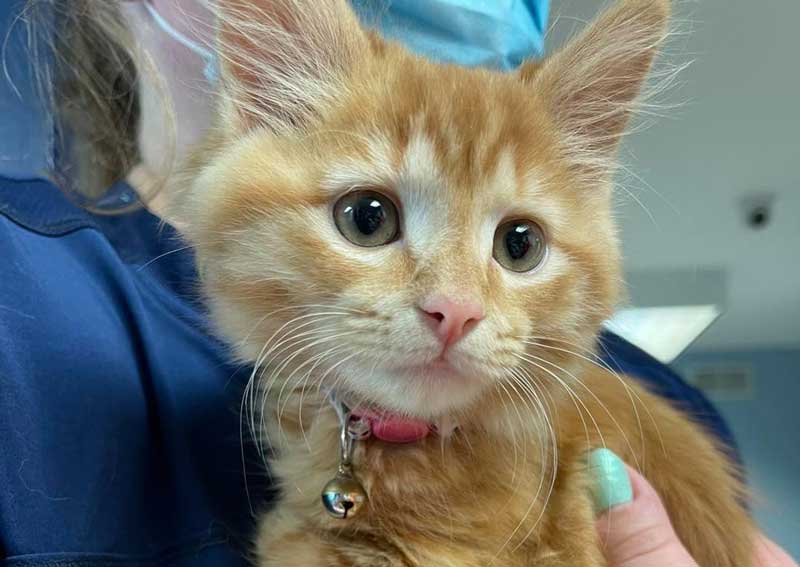 Carousel Slide 5: Feline veterinary care