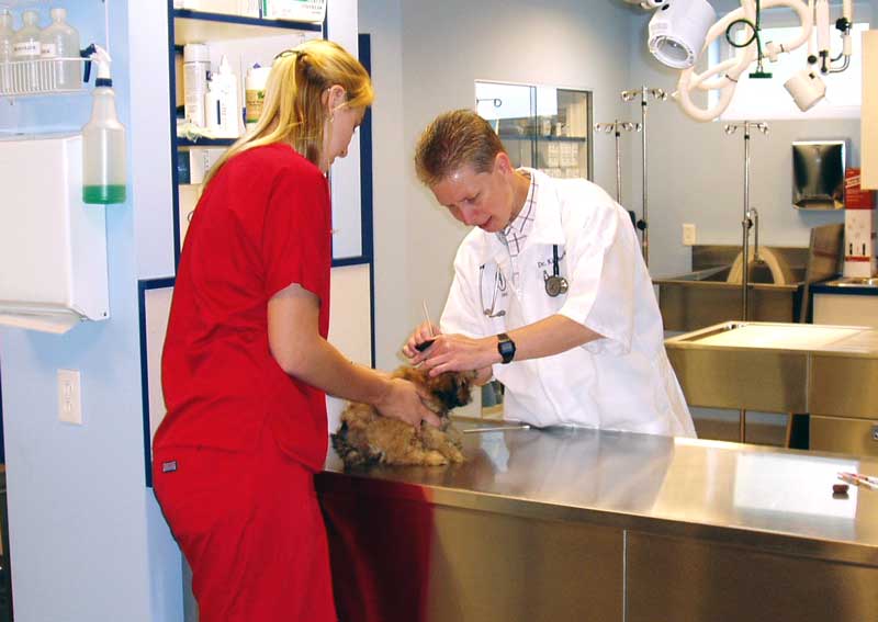 Carousel Slide 4: Dog veterinary care